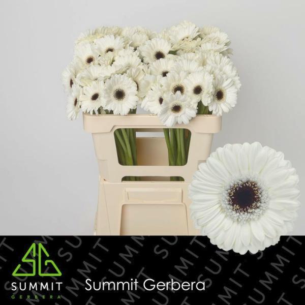 Vollsortiment Gerbera LIDO - 1 Stiel